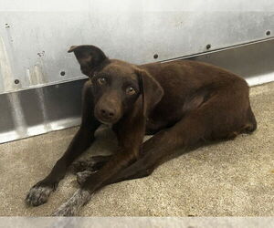 German Shorthaired Pointer-Unknown Mix Dogs for adoption in San Bernardino, CA, USA