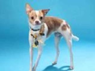 Medium Photo #1 Chihuahua Puppy For Sale in O Fallon, MO, USA