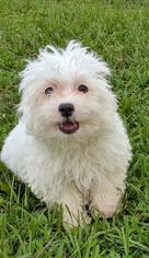 Poochon Dogs for adoption in Commerce, GA, USA