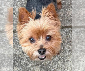 Mutt Dogs for adoption in Cookeville, TN, USA
