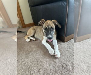 Labbe Dogs for adoption in Brewster, NY, USA