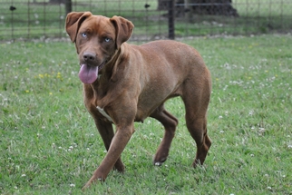 American Pit Bull Terrier-Labrador Retriever Mix Dogs for adoption in Coweta, OK, USA