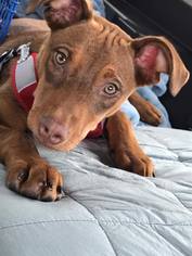 Labrador Retriever Dogs for adoption in Essex, VT, USA