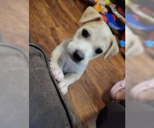 Labrador Retriever-Unknown Mix Dogs for adoption in Missouri City, TX, USA
