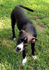 Pointer-Unknown Mix Dogs for adoption in Alvin, TX, USA