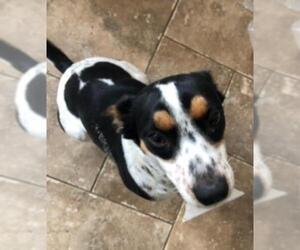 Rat Terrier-Unknown Mix Dogs for adoption in Missouri City, TX, USA
