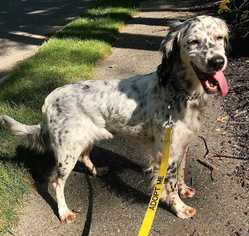 English Setter Dogs for adoption in Boston, MA, USA