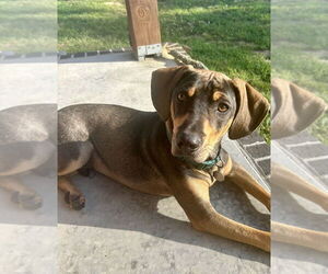 Mutt Dogs for adoption in Boston, MA, USA