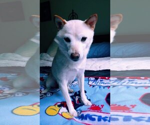 Shiba Inu Dogs for adoption in Arlington, WA, USA
