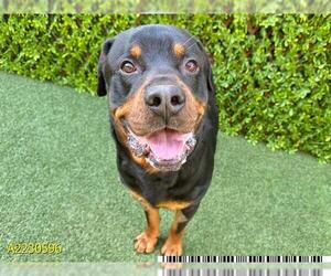 Rottweiler Dogs for adoption in West Palm Beach, FL, USA