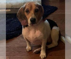 Beagle Dogs for adoption in Evansville, IN, USA