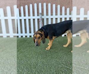 Black and Tan Coonhound-Unknown Mix Dogs for adoption in Modesto, CA, USA