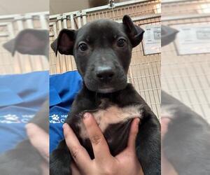 German Shepherd Dog-Unknown Mix Dogs for adoption in Houston, TX, USA