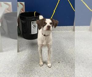 Chilier Dogs for adoption in Pasadena, TX, USA