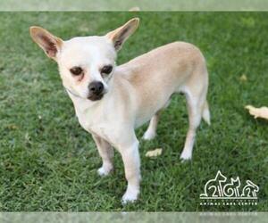 Chihuahua Dogs for adoption in Irvine, CA, USA