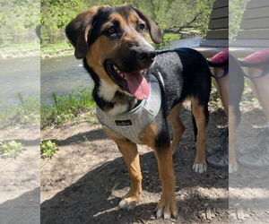 Euro Mountain Sheparnese Dogs for adoption in Princeton, MN, USA