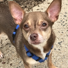 Chihuahua Dogs for adoption in Fairfax, VA, USA