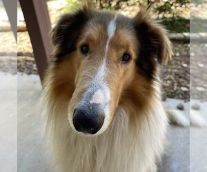 Collie Dogs for adoption in Dublin, OH, USA