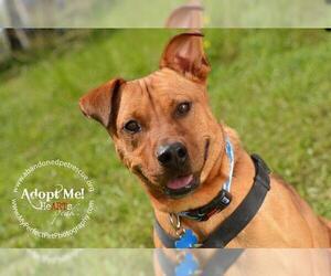 Small Mountain Cur Mix