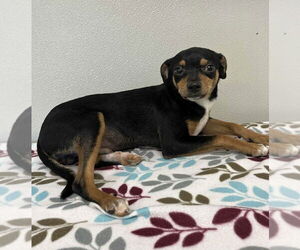 Chihuahua-Unknown Mix Dogs for adoption in Osgood, IN, USA