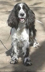 Cocker Spaniel Dogs for adoption in Baileyton, AL, USA