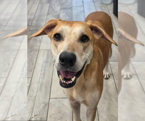 German Shepherd Dog-Great Dane Mix Dogs for adoption in Bullard, TX, USA