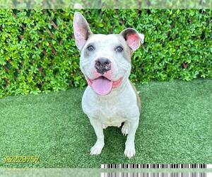 American Pit Bull Terrier Dogs for adoption in West Palm Beach, FL, USA