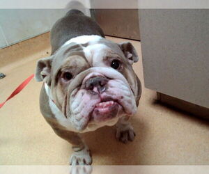 Bulldog-Unknown Mix Dogs for adoption in Martinez, CA, USA