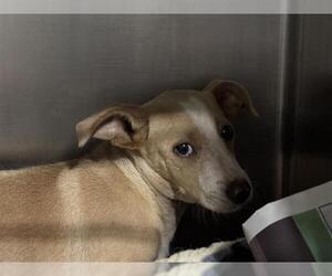 Bull Terrier-Unknown Mix Dogs for adoption in Bakersfield, CA, USA