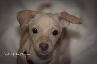 Medium Photo #1 Chihuahua Puppy For Sale in Freeport, FL, USA
