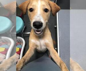Borador Dogs for adoption in Valrico, FL, USA