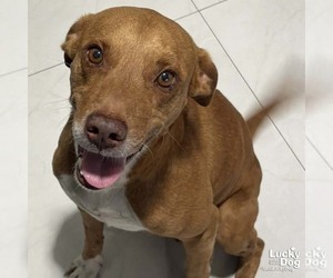 Labrador Retriever-Unknown Mix Dogs for adoption in Washington, DC, USA