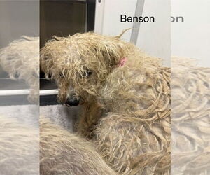 Mutt Dogs for adoption in Studio City, CA, USA