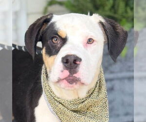 Mutt Dogs for adoption in Jefferson, WI, USA