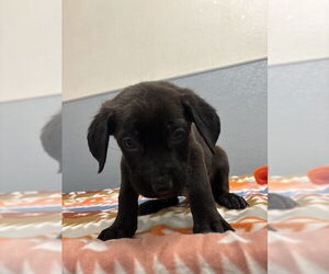 Mutt Dogs for adoption in Las Vegas, NV, USA