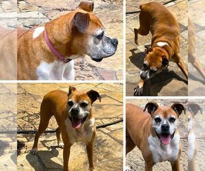 Boxer Dogs for adoption in Austin, TX, USA