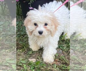 Bichon Frise Dogs for adoption in HOPKINSVILLE/PRINCETON, KY, NH, USA