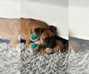 Medium Photo #13 Boxer Puppy For Sale in Woodbury, MN, USA