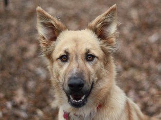 Golden Shepherd Dogs for adoption in Cookeville, TN, USA