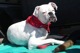 Medium Photo #1 Boxer Puppy For Sale in Chinook, WA, USA