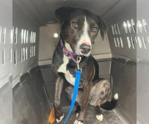 Mutt Dogs for adoption in Chico, CA, USA