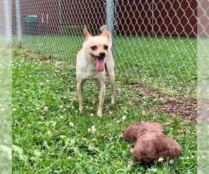 Chihuahua Dogs for adoption in Crystal Lake , IL, USA