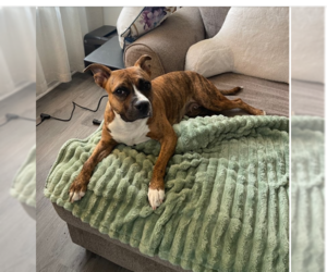 Mutt Dogs for adoption in Philadelphia, PA, USA
