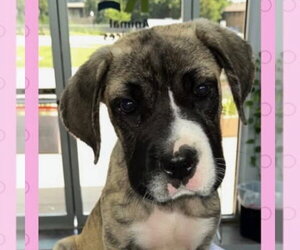 Mutt Dogs for adoption in Canton, CT, USA