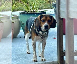 Beagle Dogs for adoption in Tampa, FL, USA