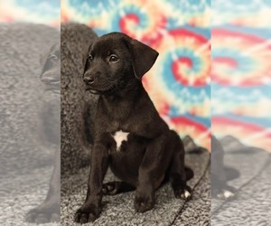 Mutt Dogs for adoption in Royal Palm Beach, FL, USA