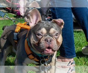 French Bulldog Dogs for adoption in Mundelein, IL, USA