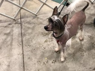 Medium Photo #1 Mutt Puppy For Sale in Lansing, MI, USA