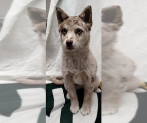 Medium Photo #1 Pomsky Puppy For Sale in Mukwonago, WI, USA