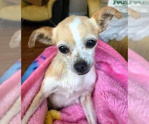 Chihuahua Dogs for adoption in Vallejo, CA, USA